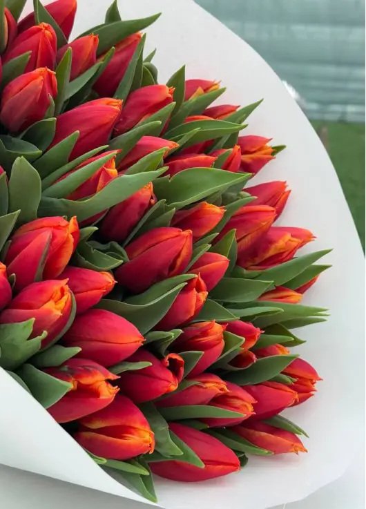 Bouquet of 51 red tulips (imported, Netherlands)