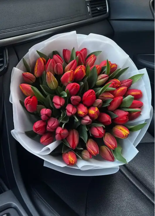 Bouquet of 51 red tulips (imported, Netherlands)
