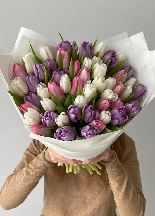 Bouquet of 51 tender tulips (imported, Netherlands)