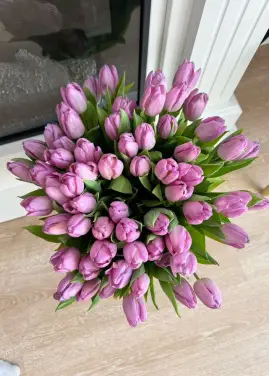 Bouquet of 51 violet tulips (imported, Netherlands)