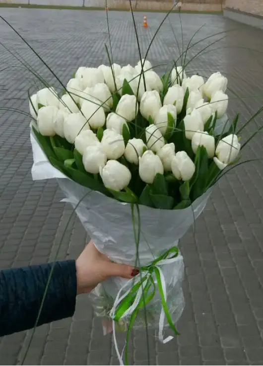 Bouquet of 51 white tulips (imported, Netherlands)