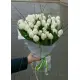 Bouquet of 51 white tulips (imported, Netherlands)