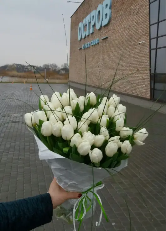 Bouquet of 51 white tulips (imported, Netherlands)