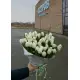 Bouquet of 51 white tulips (imported, Netherlands)