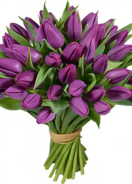 51 purple tulip 