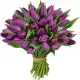 51 purple tulip 