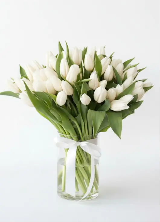 Bouquet of 75 white tulips (imported, Netherlands)