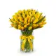 Bouquet of 75 yellow tulips (imported, Netherlands)