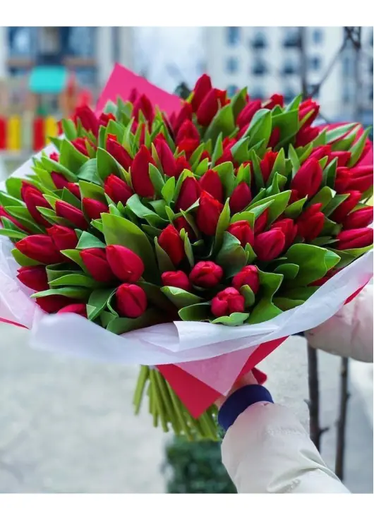 Bouquet of 75 red tulips (imported, Netherlands)
