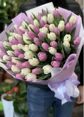 Bouquet of 75 tender tulips (imported, Netherlands)