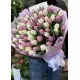 Bouquet of 75 tender tulips (imported, Netherlands)