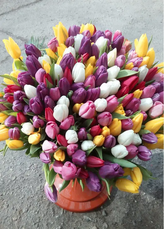 Bouquet of mix tulips Bouquet of mix tulips