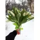 Bouquet white tulips