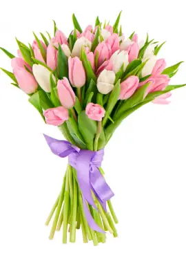 Bouquet white and pink tulips