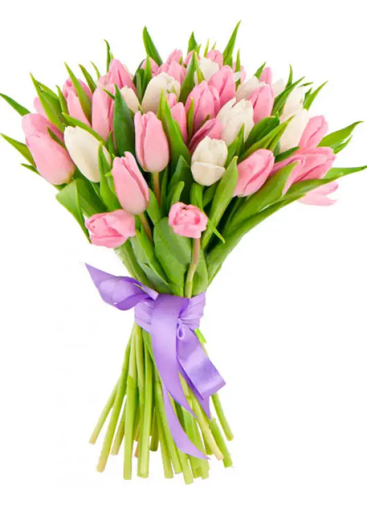 Bouquet white and pink tulips Bouquet white and pink tulips