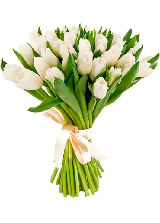 Bouquet white tulips