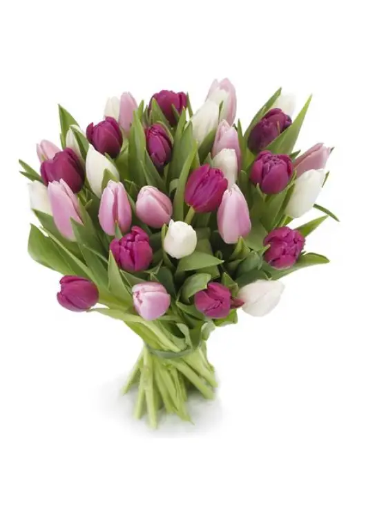 Bouquet of colorful tulips Bouquet of colorful tulips