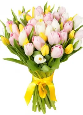35 tulips My affectionate