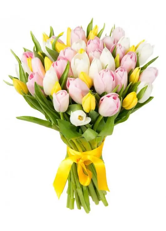 35 tulips My affectionate