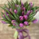 Bouquet of tulips