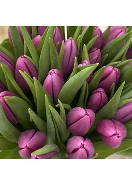Bouquet of 15 violet tulips (imported, Netherlands)