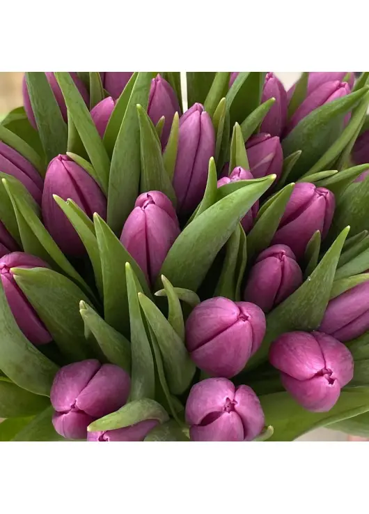 Bouquet of tulips