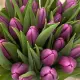 Bouquet of tulips