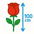 100 cm