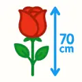 70 cm