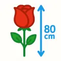 Roses 80 cm