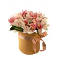 Orchids