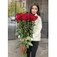 25 Holland roses
