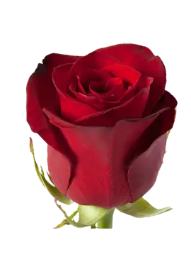 Red rose Freedom