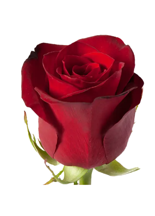 Red rose Freedom