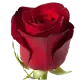 Red rose Freedom