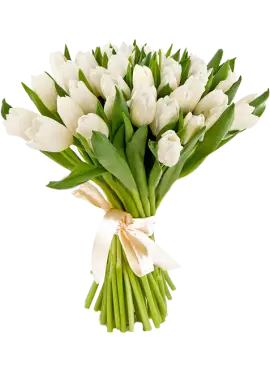 Bouquet of 25 white tulips (imported, Netherlands)