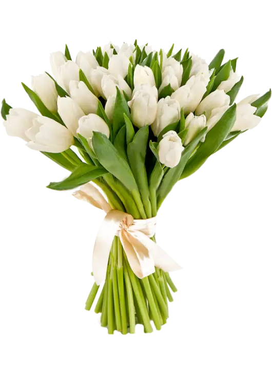 Bouquet of 25 white tulips (imported, Netherlands)