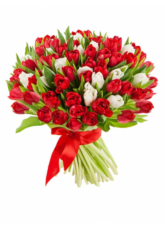 51 multicolored tulips 51 multicolored tulips