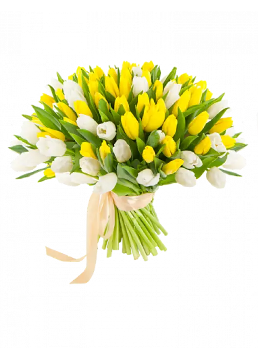 51 multicolored tulips 51 multicolored tulips